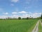 Large green rice field with scarecrow in orange t-shirt