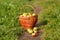 Large green ripe apples in a wicker basket at the end of summer in sunlight in the green grass in the garden