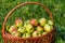 Large green ripe apples in a wicker basket at the end of summer in sunlight in the green grass in the garden