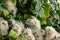 A large green shrub in early autumn and late summer with interesting fluffy and shaggy inflorescences. Beige down on a leafy Bush