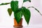 Large green Spathiphyllum. Decorative indoor plant in a pot. Caring for house plants.