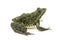 Large green spotted frog