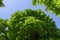 A large green spreading tree on a clear day