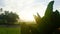 Large green taro leaves with morning light view at sunrise.