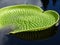 A large green textured lily pad floating in a pond