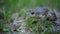 A large green toad sits on the grass