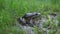 A large green toad sits on the grass