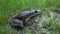 A large green toad sits on the grass