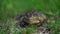 A large green toad sits on the grass