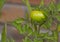 Large green tomato on plant