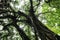 Large green tree with dark branches