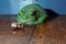 Large green tree frog with beetle