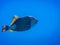 large green triggerfish in deep blue water during diving