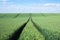 Large green wheat field. Reaches the grain harvest