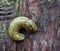 Large greenish yellow slug covered in slime  on tree trunk
