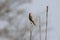 Large grey babbler perched atop a tall, slender reed, captured in a moment of peaceful stillness