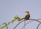 Large Grey Babbler on Thorny Tree Branch