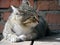 A large grey cat sitting on the porch outside the house.