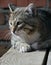 A large grey cat sitting on the porch outside the house.