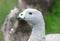 Large grey goose with distinctive green bill