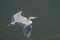 Large Grey Heron in flight