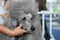 Large grey poodle getting groomed at dog contest, owner holding its mouth