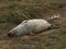 Large grey seal - Donna Nook UK
