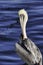 Large grey and white pelican grooming on a pier.