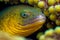 Large grey yellow moray eel head peeking out from behind rocks on ocean floor