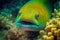 Large grey yellow moray eel head peeking out from behind rocks on ocean floor