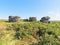 Large gritstone rocks on Birchen Edge on a bright summer morning