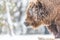 Large grizzly bear closeup in winter in Yellowstone