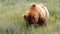 A large Grizzly Bear comes very close while eating large bites of grass and vegetation