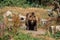 Large grizzly bear coming towards in the forest.