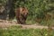 Large grizzly bear coming walking on a path with trees in the background