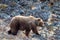 Large Grizzly Bear in the mountain above the Savage River in Denali National Park in Alaska USA