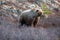 Large Grizzly Bear in the mountain above the Savage River in Denali National Park in Alaska USA