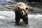 Large grizzly bear standing in water