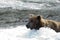 Large grizzly bear standing in water