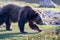 Large Grizzly bear walking across a field