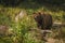 Large grizzly bear walking on a path with trees in the background