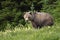 Large Grizzly in the Kananaskis Country of the Canadian Rockies