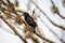 Large Ground-Finch (Geospiza magnirostris), male on Santa Cruz Island, Galapagos