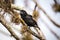 Large Ground-Finch (Geospiza magnirostris), male on Santa Cruz Island, Galapagos