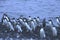 Large group of Adelie penguins, moving along the shoreline