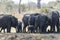 A large group of African elephants