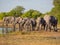 Large group of African elephants drinking in row at waterhole in golden afternoon light, Moremi NP, Botswana, Africa