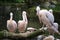 Large Group of American White Pelicans Preening at the Water