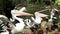 Large group of Australian Pelicans waiting for feeding food. Australian pelicans fighting for food closeup