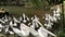 Large group of Australian Pelicans waiting for feeding food. Australian pelicans fighting for food closeup